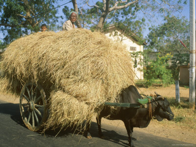 Loaded Ox Cart, Sri Lanka