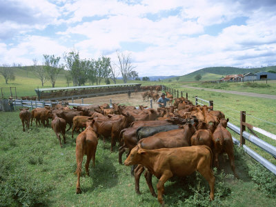 Herding Beef Cattle, Cattle Station, Queensland, Australia