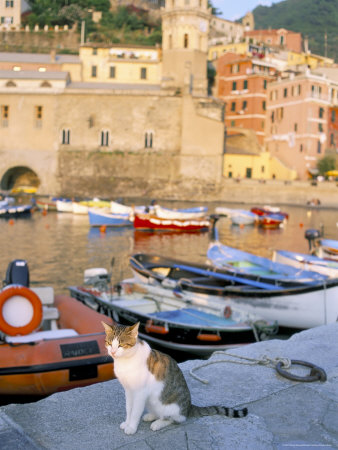 Cat by Harbour, Village of Vernazza, Cinque Terre, Unesco World Heritage Site, Liguria, Italy