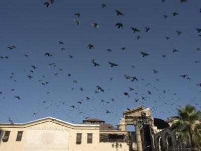 Pigeons in Umayyad Mosque Courtyard, Damascus, Syria, Middle East