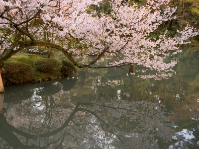 Cherry Blossom, Kenrokuen Garden, Kanazawa City, Ishigawa Prefecture, Honshu Island, Japan