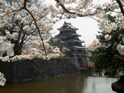 Cherry Blossoms, Matsumoto Castle, Matsumoto City, Nagano Prefecture, Honshu Island, Japan