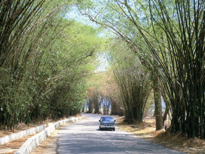 Buy Bamboo Avenue, St. Elizabeth, Jamaica, West Indies, Central America at AllPosters.com