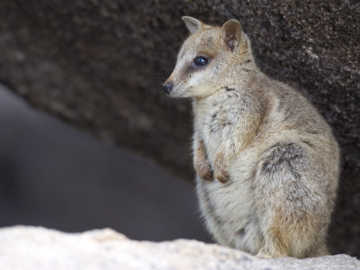 Buy Black-Footed Rock Wallaby (Petrogale Lateralis), Magnetic Island, Queensland, Australia at AllPosters.com