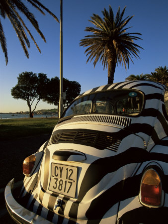 Back of a Beetle Car Painted in Zebra Stripes, Cape Town, South Africa, Africa