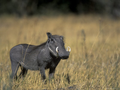 Buy Warthog, Phacochoerus Africanus, Chobe National Park, Savuti, Botswana, Africa at AllPosters.com