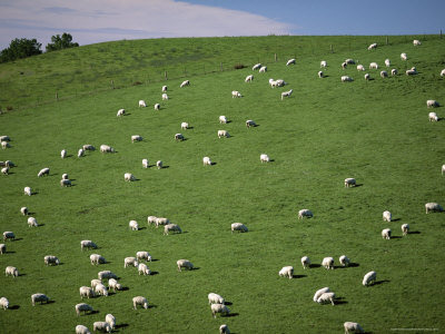 Sheep Grazing on Downs Near Geraldine at the South Western End of the Canterbury Plains