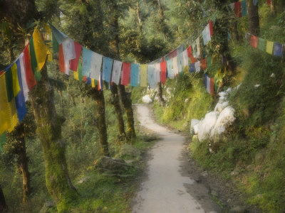 Path and Prayer Flags, Mcleod Ganj, Dharamsala, Himachal Pradesh State, India