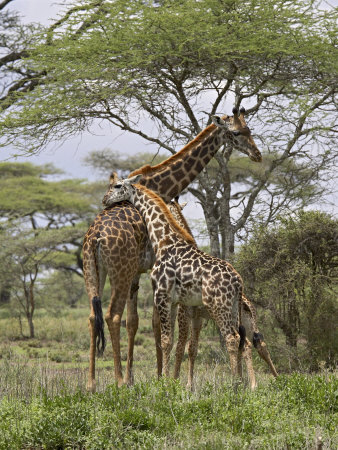 Masai Giraffe Mother and Young, Serengeti National Park, Tanzania, Africa