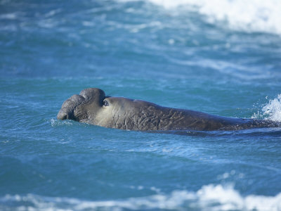 A Southern Elephant Seal Male Swimming, Sea Lion Island, Falkland Islands, South Atlantic