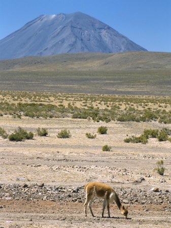 Vicuna Grazing on Altiplano Desert, El Misti Volcano Behind, Near Arequipa, Peru, South America