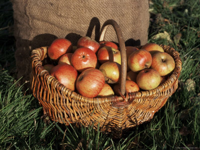 Basket of Cider Apples, Pays d