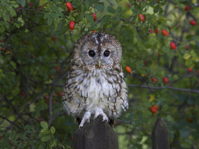 Tawny Owl (Strix Aluco), on Gate with Rosehips, Captive, Cumbria, England, United Kingdom