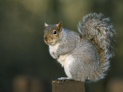 Grey Squirrel (Sciurus Carolinensis), Leighton Moss, Rspb Reserve, Silverdale, Lancashire, England
