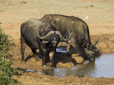 Cape Buffalo, Syncerus Caffer, at Water, Addo Elephant National Park, South Africa, Africa