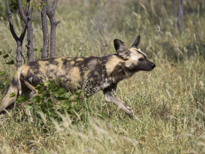 Buy African Wild Dog, Lycaon Pictus, Venetia Limpopo Nature Reserve, South Africa, Africa at AllPosters.com