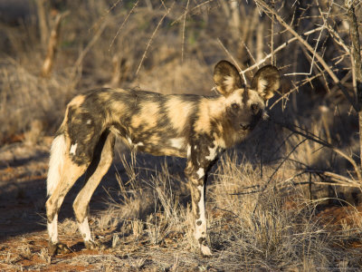 Buy African Wild Dog, Lycaon Pictus, Venetia Limpopo Nature Reserve, South Africa, Africa at AllPosters.com