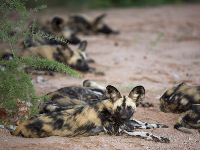 Buy African Wild Dog, Lycaon Pictus, Venetia Limpopo Nature Reserve, South Africa, Africa at AllPosters.com