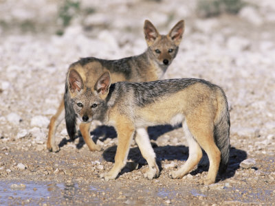 Buy Young Blackbacked Jackals (Canis Mesomelas), Etosha National Park, Namibia, Africa at AllPosters.com