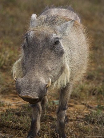 Buy Warthog, Phacochoerus Aethiopicus, Addo Elephant National Park, South Africa, Africa at AllPosters.com