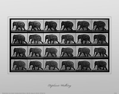 Buy Elephant Walking at AllPosters.com