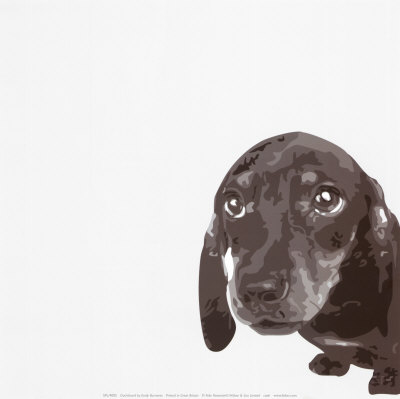 Dachshund