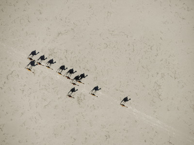 A scorching sun casts long shadows as camels cross salt flats