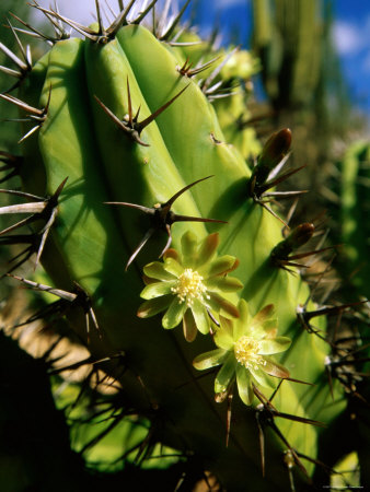 Candelabra Cactus, La Paz, Baja California Sur, Mexico
