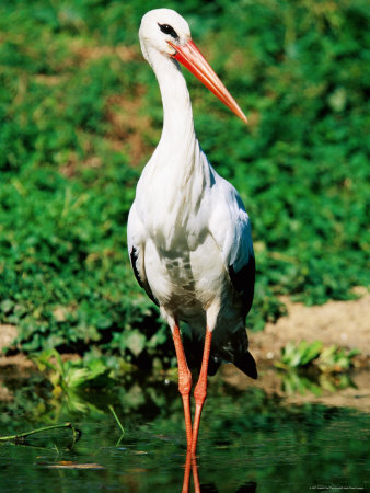 White Stork, Uganda