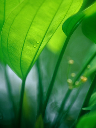 Detail of Tropical Foliage, Thailand