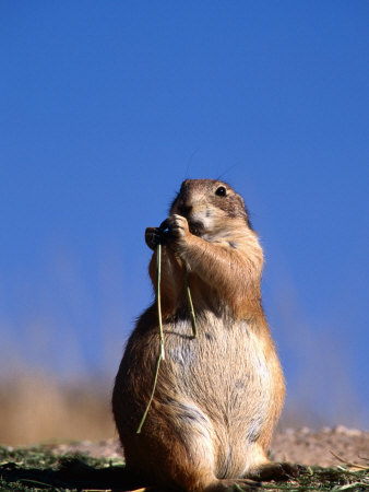 Buy Black Tailed Prairie Dog at AllPosters.com