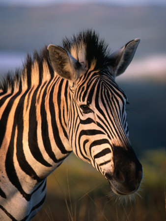 Plains Zebra, Burchell