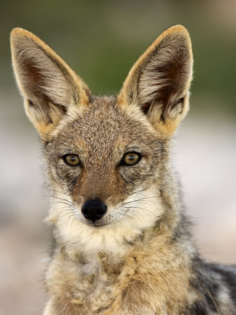 Buy Black-Backed Jackal, Etosha National Park, Kunene, Namibia at AllPosters.com