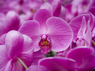 Orchid at Flower Market, Kowloon, Hong Kong, China
