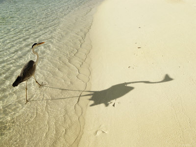 Heron Walking along Beach, Mafushivaru, Ari Atoll, Alifu, Maldives