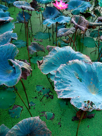 Vietnamese Hold Lotus in High Regard, Phan Rang-Thap Cham, Ninh Thuan, Vietnam