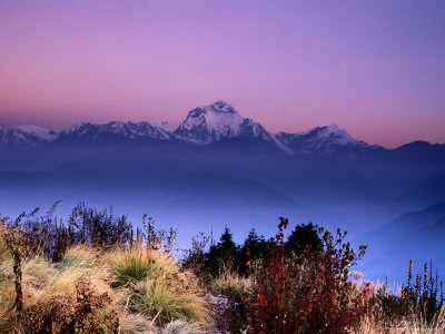 Sunrise over Mountains with Plants in Foreground, Poon Hill, Gandaki, Nepal