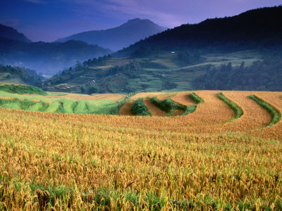 Wet Rice Is Commonly Grown in Terraced Mountain Valley of Northern Vietnam, Sapa, Lao Cai, Vietnam