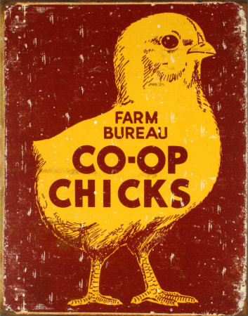 Co-op Chicks