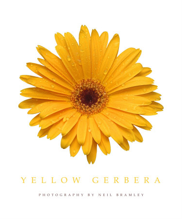 Yellow Gerbera