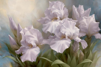 White Iris Elegance II