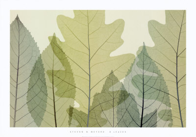 Six Leaves
