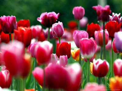 Rain Drops Twinkle on Blooming Tulips on a Field near Freiburg, Germany Posters