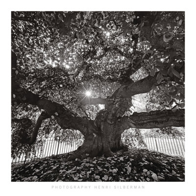 Under Camperdown Elm, Prospect Park