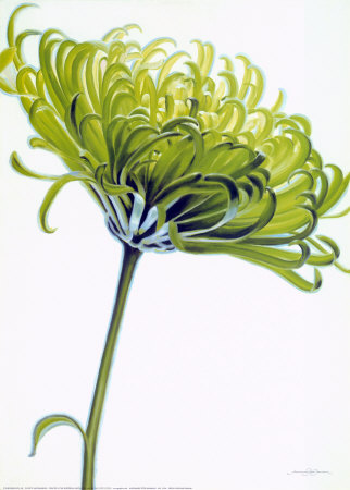 Green Chrysanthemum