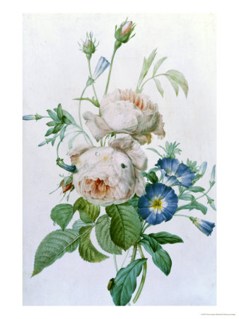Rosa Damascena