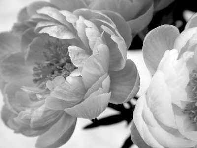 Delicate Blossom