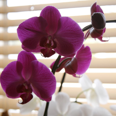 Purple Orchids I