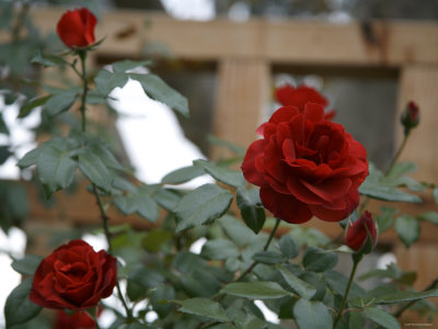 Red Roses