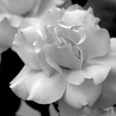 Candy Rose